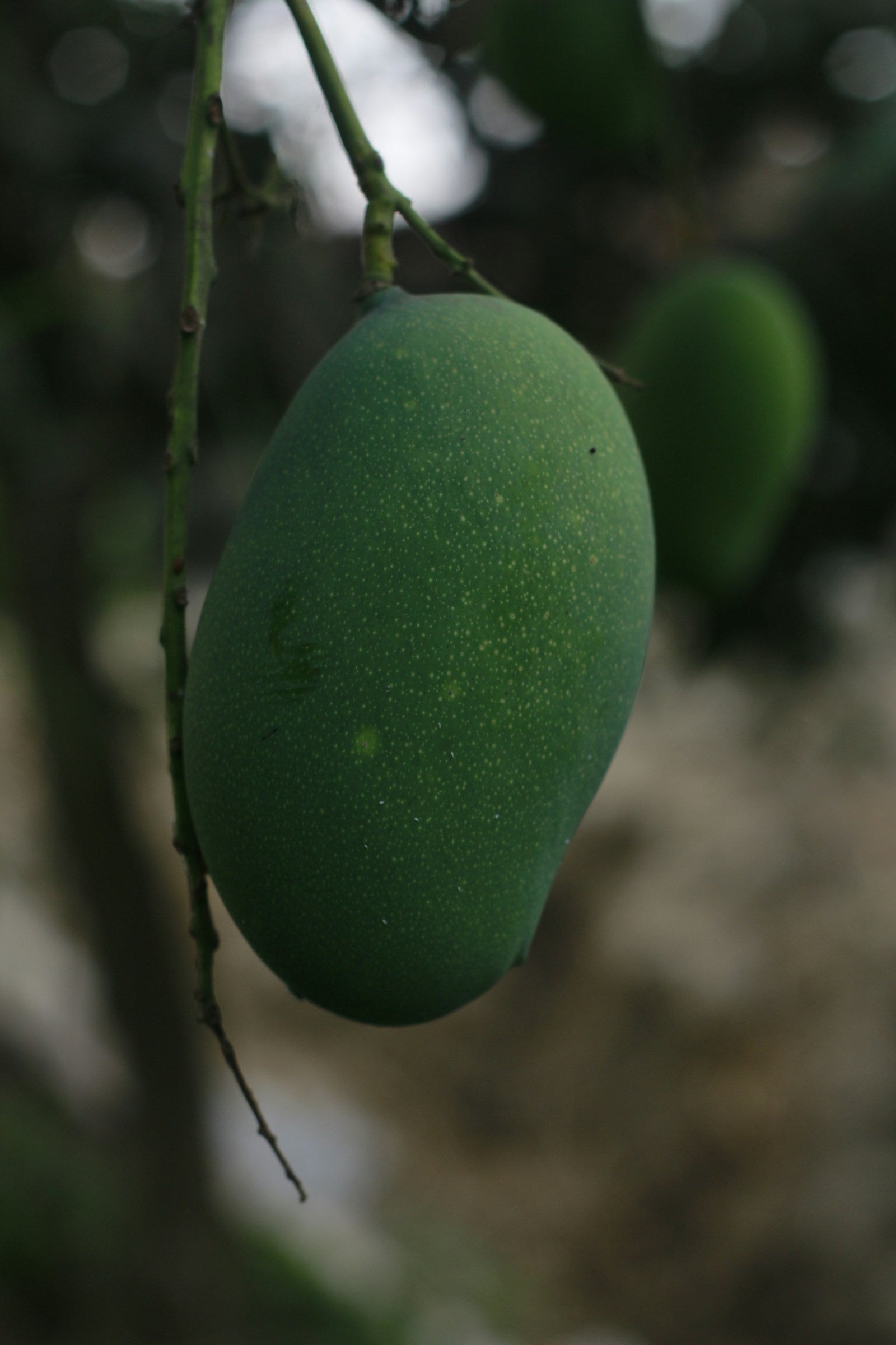 How to Identify Carbide-Ripened Mangoes — 7 Tests That Work