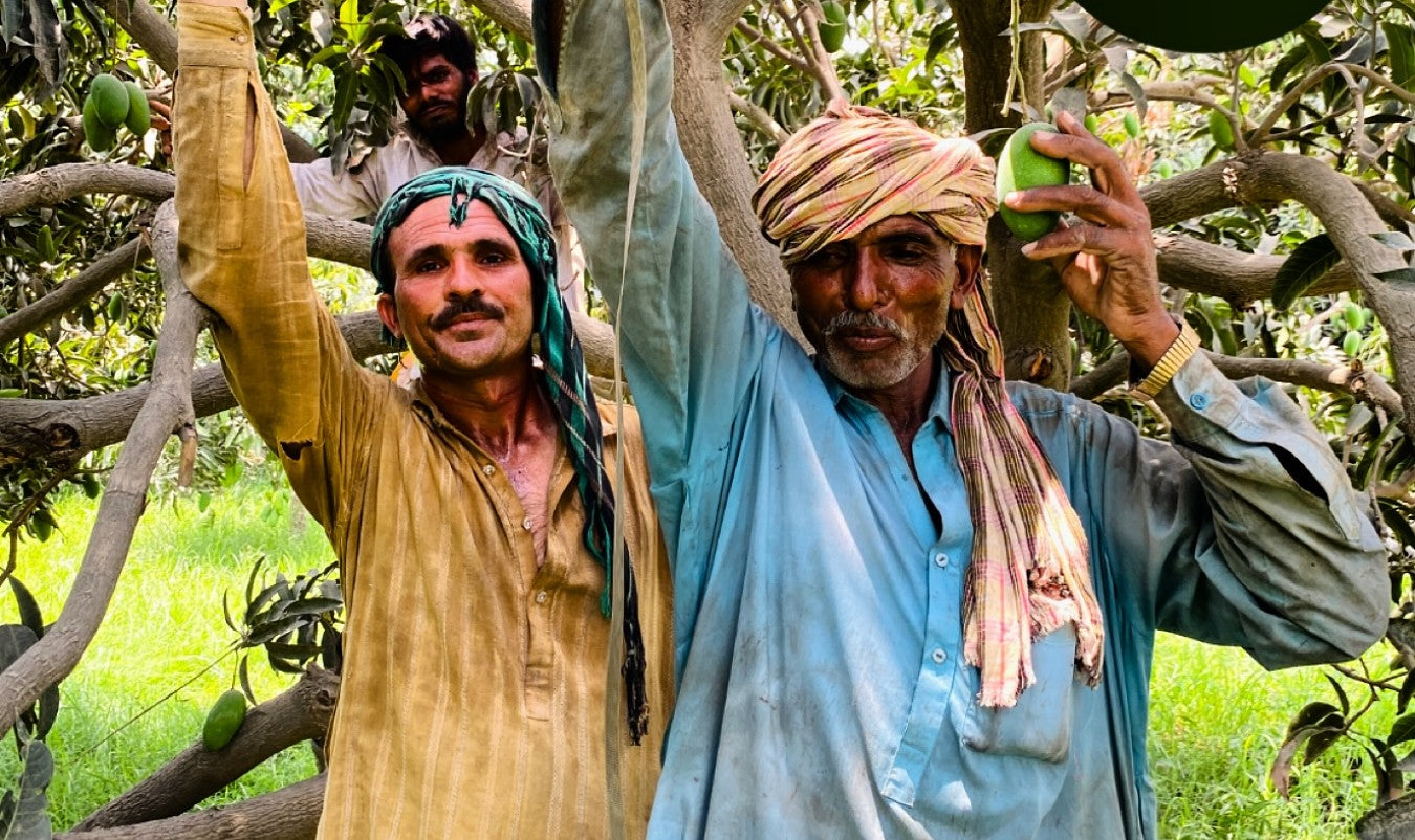 Mango for Elderly and Seniors — Health Benefits and Considerations