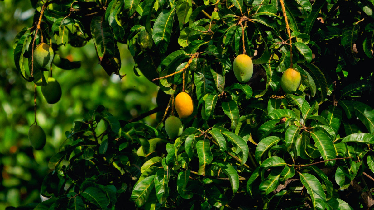 Best Mangoes to Buy in Pakistan (2026 Guide)