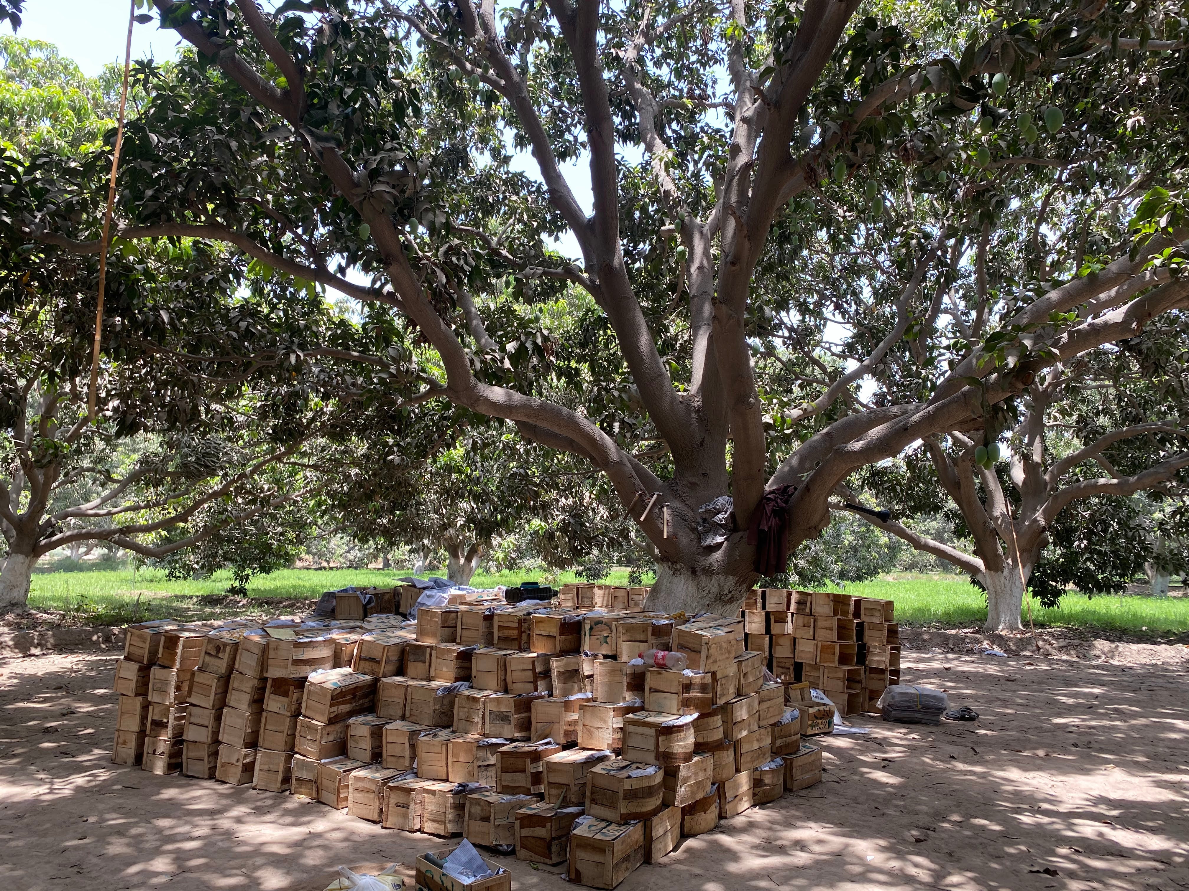 Freshly harvested mangoes in wooden crates beneath a mature mango tree at the MMA Farms orchard in Multan